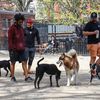 All Dog Runs & Dog Parks In NYC To Be Closed